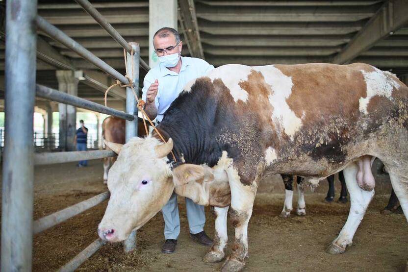 'Şap' krizinde son durum: Pazarlar kapatıldı! - 6