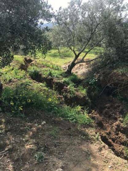 İkiye bölünen zeytin ağacı gündem olmuştu: Fay kaynaklı olmadığı ortaya çıktı! - 5