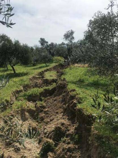 İkiye bölünen zeytin ağacı gündem olmuştu: Fay kaynaklı olmadığı ortaya çıktı! - 3