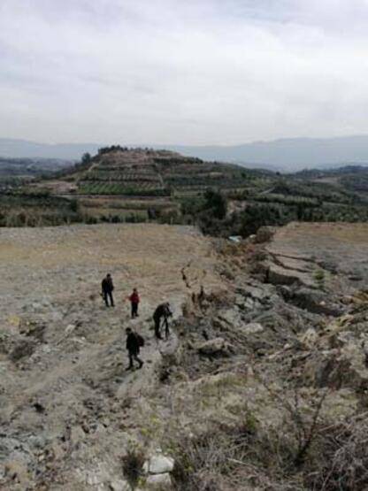 İkiye bölünen zeytin ağacı gündem olmuştu: Fay kaynaklı olmadığı ortaya çıktı! - 6