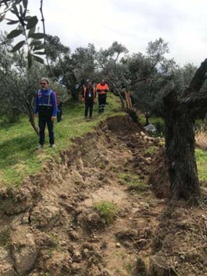 İkiye bölünen zeytin ağacı gündem olmuştu: Fay kaynaklı olmadığı ortaya çıktı! - 7
