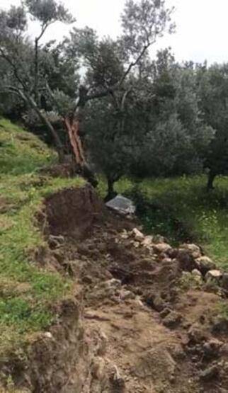 İkiye bölünen zeytin ağacı gündem olmuştu: Fay kaynaklı olmadığı ortaya çıktı! - 8