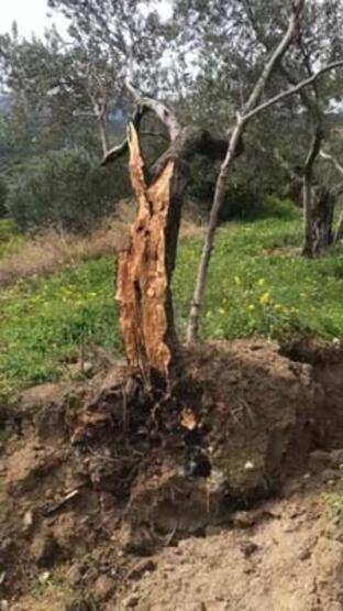 İkiye bölünen zeytin ağacı gündem olmuştu: Fay kaynaklı olmadığı ortaya çıktı! - 1