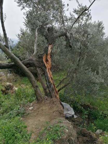 İkiye bölünen zeytin ağacı gündem olmuştu: Fay kaynaklı olmadığı ortaya çıktı! - 4