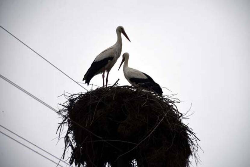 Uzman isimden 'küresel ısınma' analizi: Leylekler etkilendi; çoğu erken geldi, bazıları göçmedi - 1