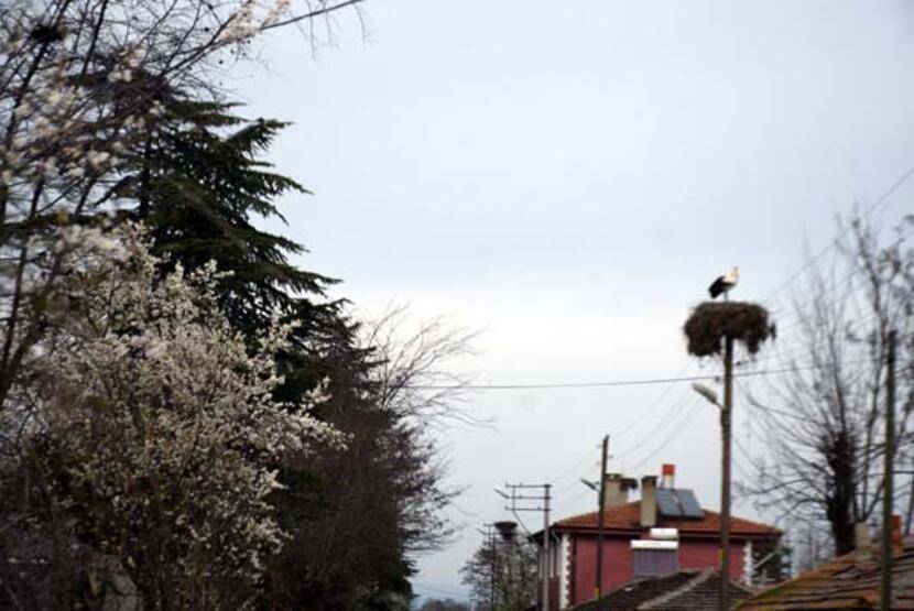 Uzman isimden 'küresel ısınma' analizi: Leylekler etkilendi; çoğu erken geldi, bazıları göçmedi - 2