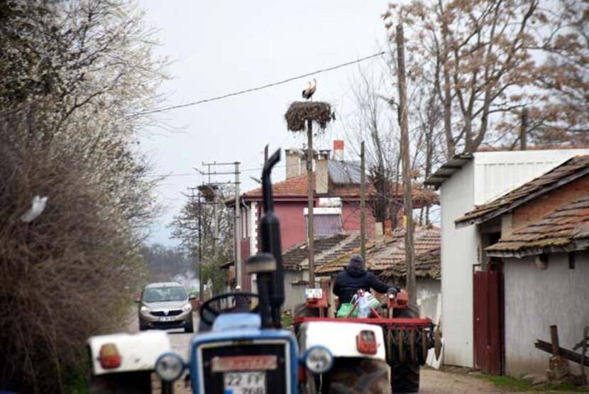 Uzman isimden 'küresel ısınma' analizi: Leylekler etkilendi; çoğu erken geldi, bazıları göçmedi - 4