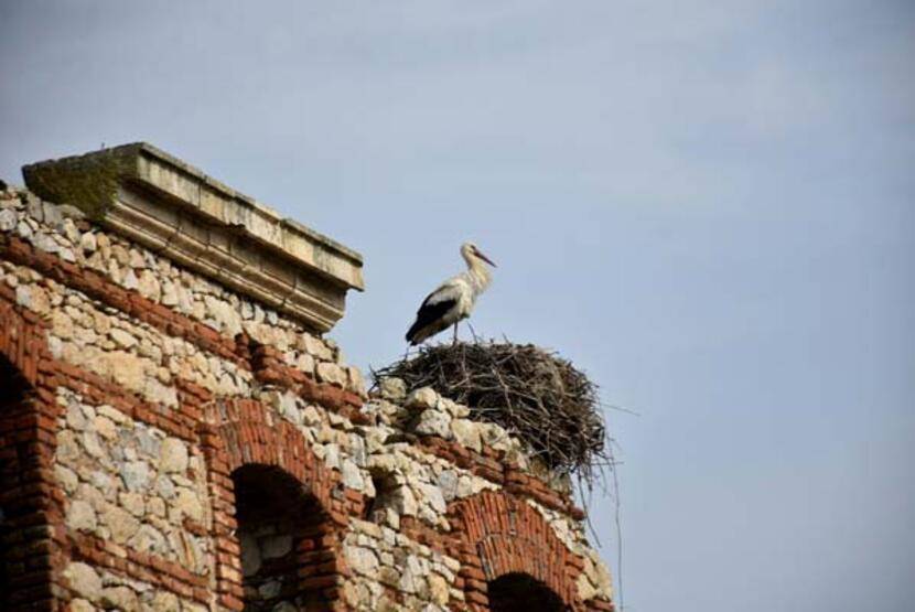 Uzman isimden 'küresel ısınma' analizi: Leylekler etkilendi; çoğu erken geldi, bazıları göçmedi - 6