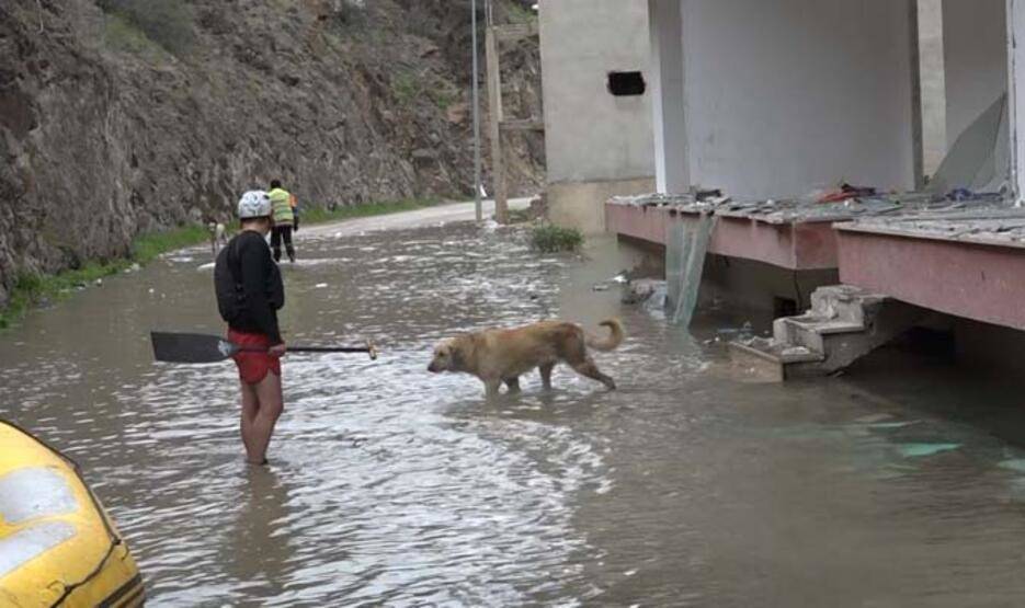 Yusufeli’nde baraj suyu altında kalan binalarda mahsur kalan 'can dostlar' botla kurtarıldı - 2