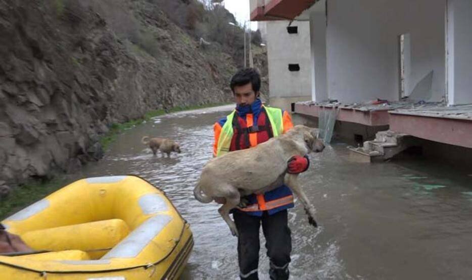Yusufeli’nde baraj suyu altında kalan binalarda mahsur kalan 'can dostlar' botla kurtarıldı - 3