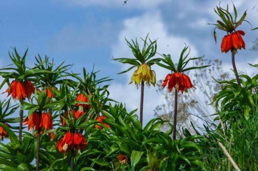 Van'da 'ters laleler' çiçek açtı - 4