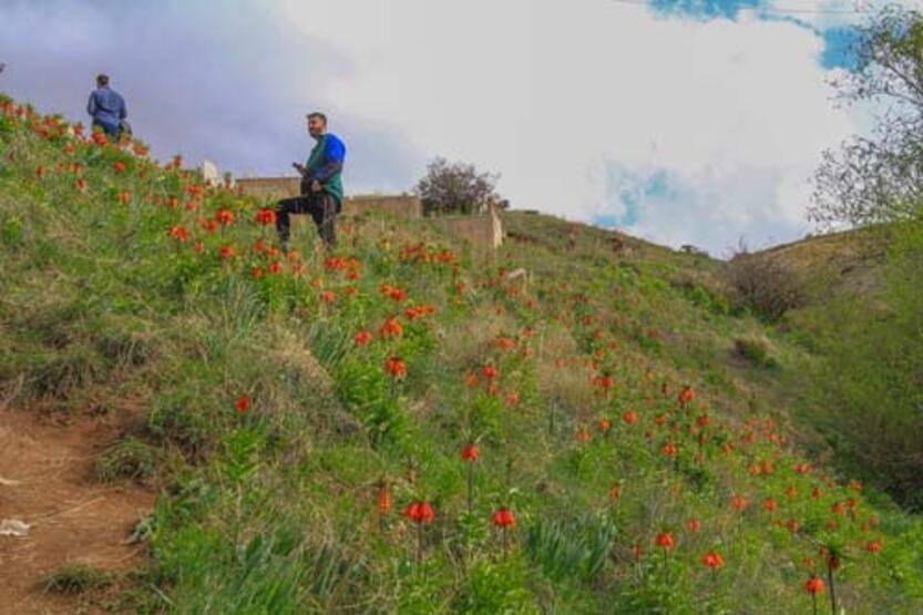 Van'da 'ters laleler' çiçek açtı - 1