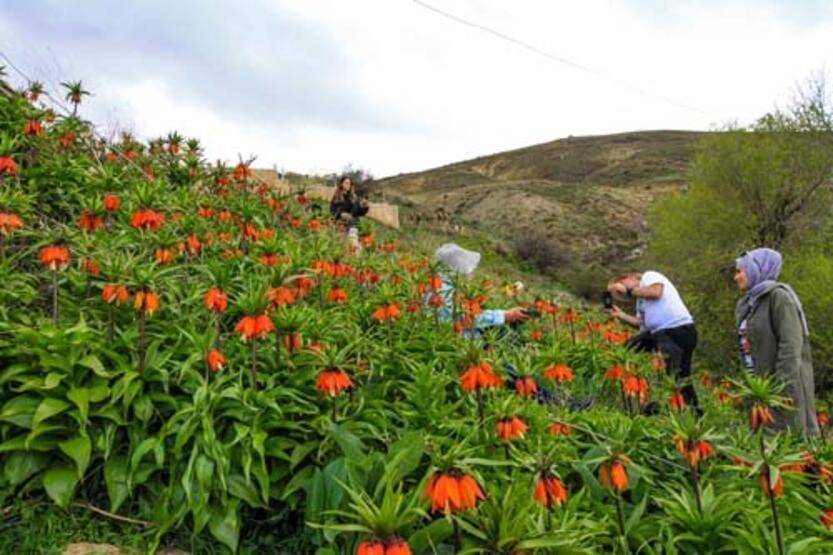 Van'da 'ters laleler' çiçek açtı - 6