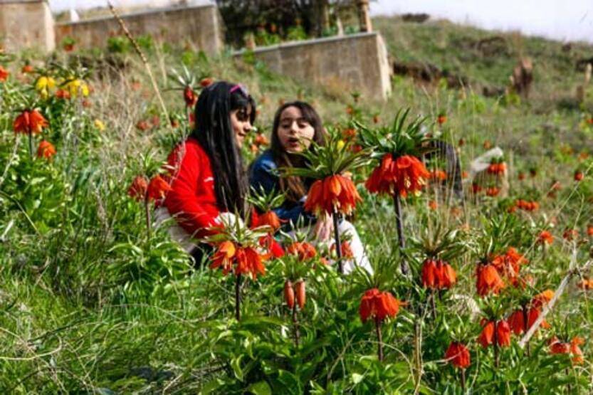 Van'da 'ters laleler' çiçek açtı - 2