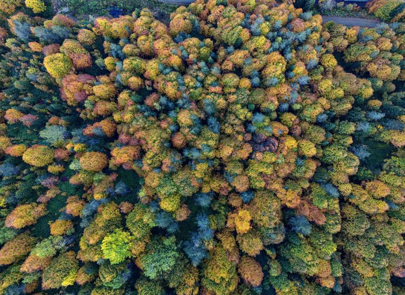 Düzce'nin tabiat parkları sonbaharın renkleriyle donandı - 2