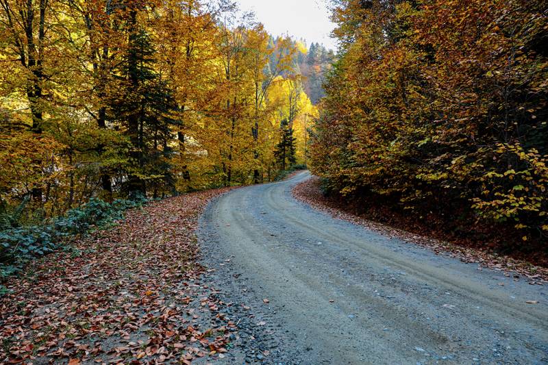 Düzce'nin tabiat parkları sonbaharın renkleriyle donandı - 3