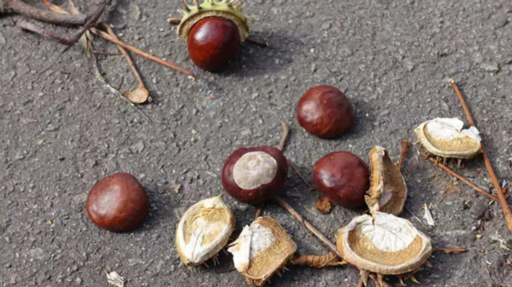 Kabuğunu balla karıştırın, iştahı kabartıyor - 91928