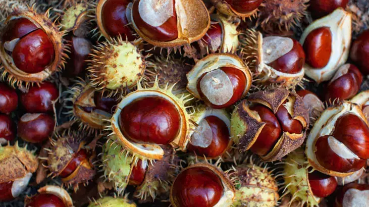 Kabuğunu balla karıştırın, iştahı kabartıyor - 91929