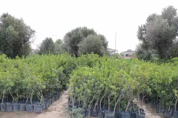 İzmir’in Çeşme ilçesinde, sakız ağacı üretimi büyük bir hızla devam ediyor - 6