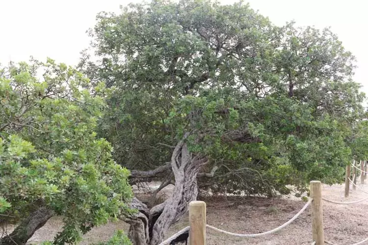 İzmir’in Çeşme ilçesinde, sakız ağacı üretimi büyük bir hızla devam ediyor - 3