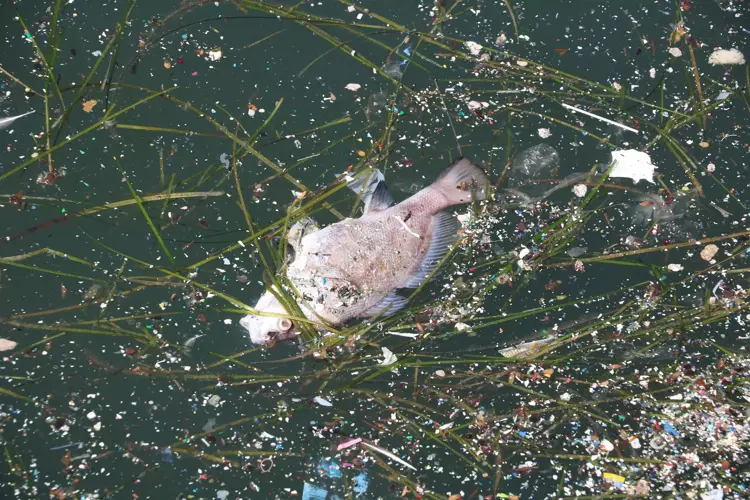 İzmir Körfezi Tehlikede! Kirlilik Sediment Yapısını Yok Ediyor - 2