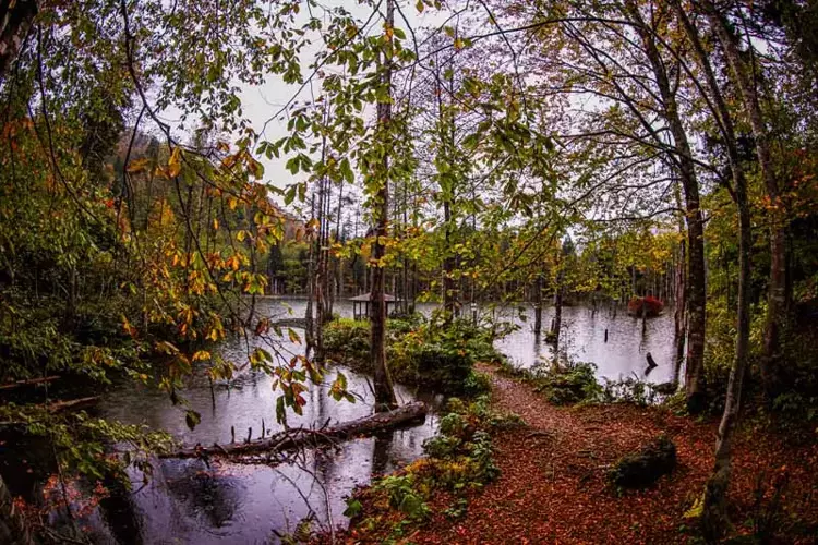 Karagöl’de sonbaharın ihtişamı! Eşsiz manzara yürek hoplattı - 2