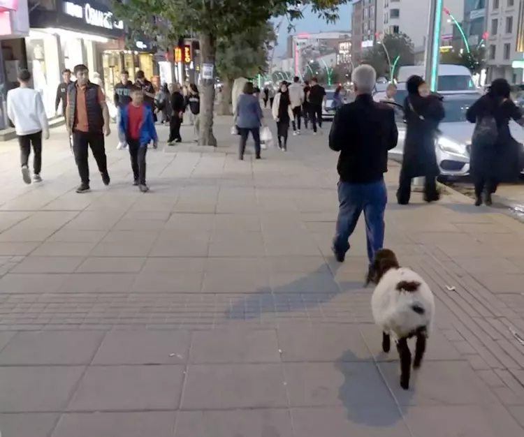 Annesiz kuzu, aile için bir maskot oldu - 2