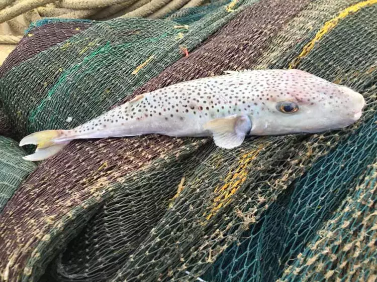 Balon balıklarının zehri kışın zirvede! Ölümler artıyor - 6