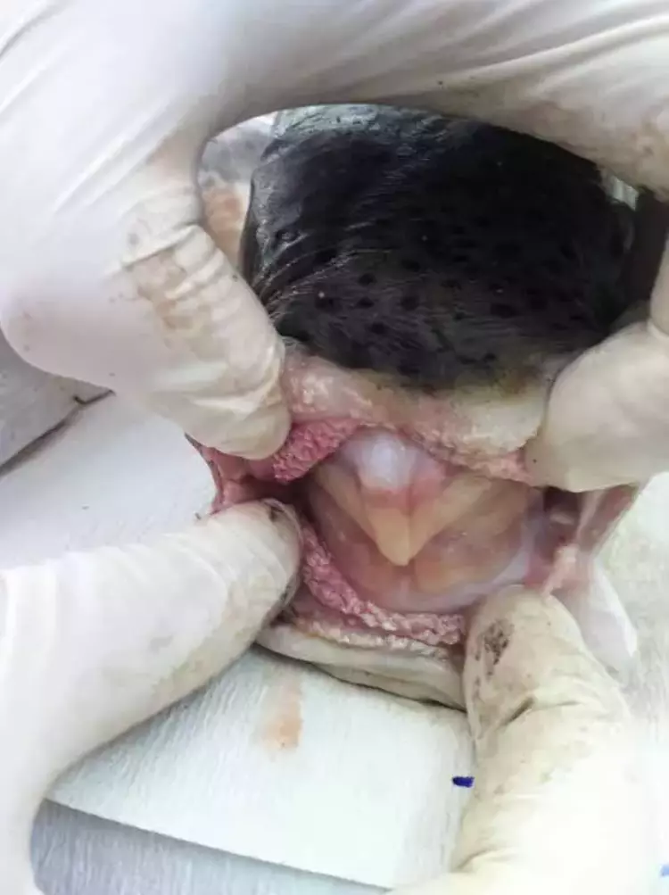 Balon balıklarının zehri kışın zirvede! Ölümler artıyor - 3