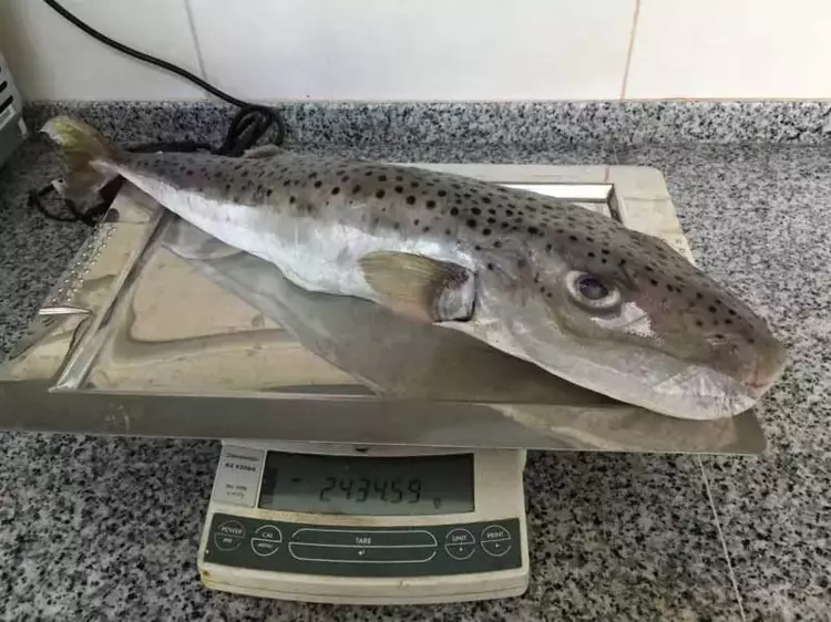 Balon balıklarının zehri kışın zirvede! Ölümler artıyor - 2