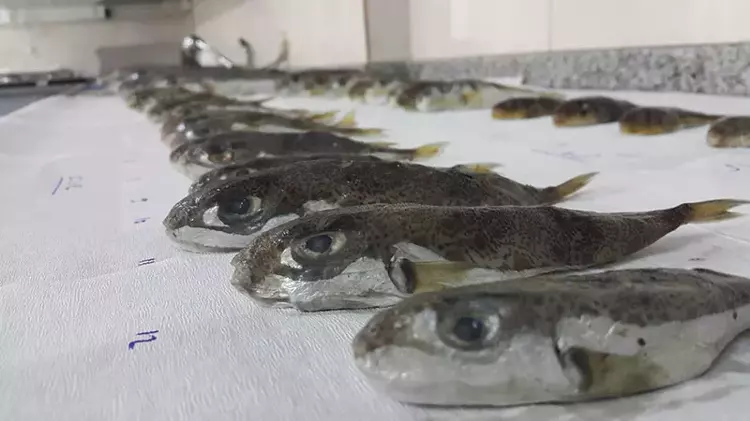 Balon balıklarının zehri kışın zirvede! Ölümler artıyor - 1