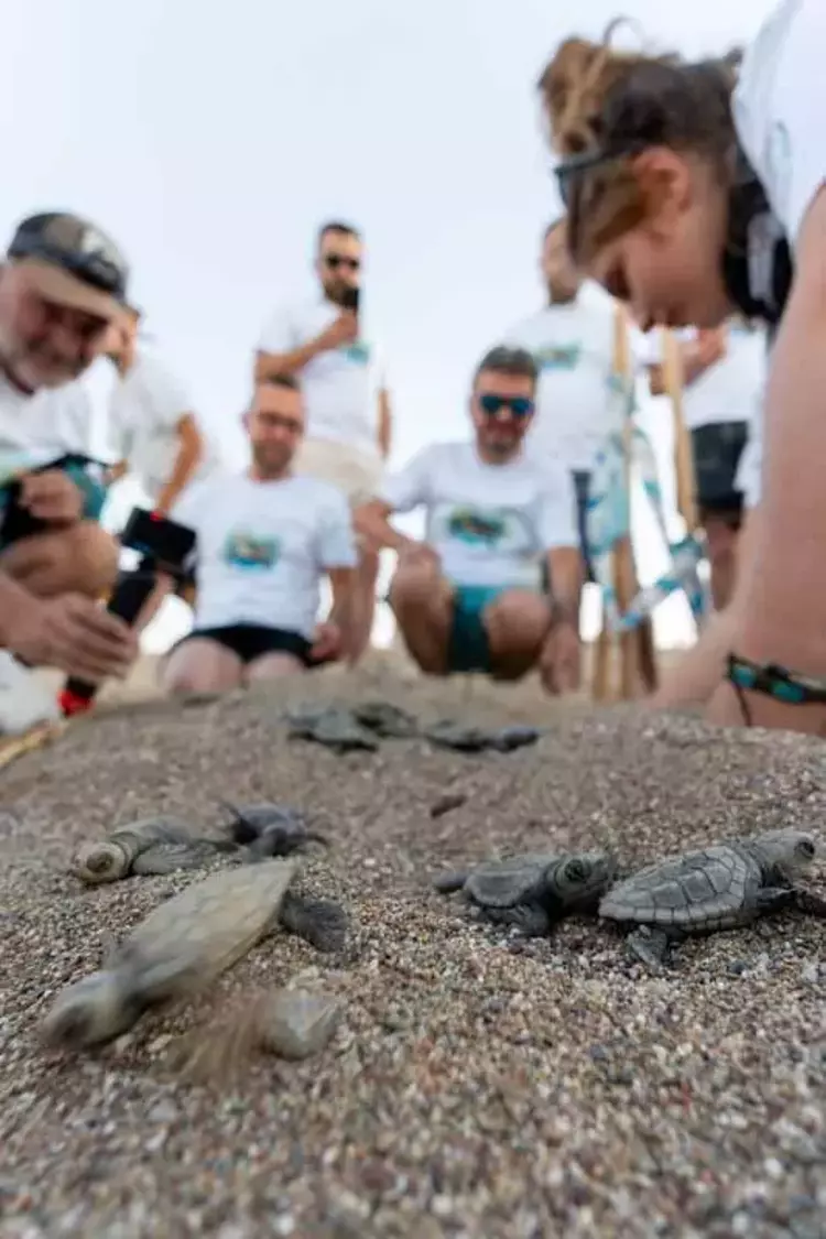 Caretta Carettalar Akdeniz’i aştı! Altın Libya, Gümüş Tunus kıyılarında - 4