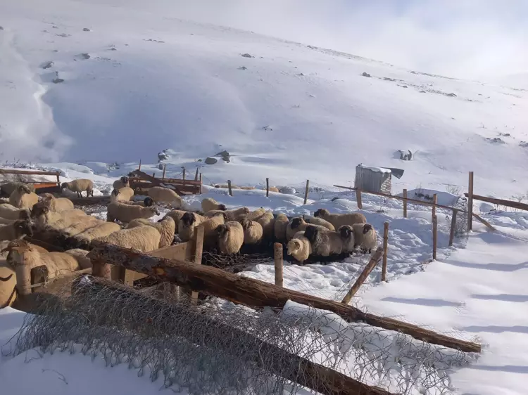 Sivas yaylalarında  karla mahsur kalan besiciler kurtarıldı - 2