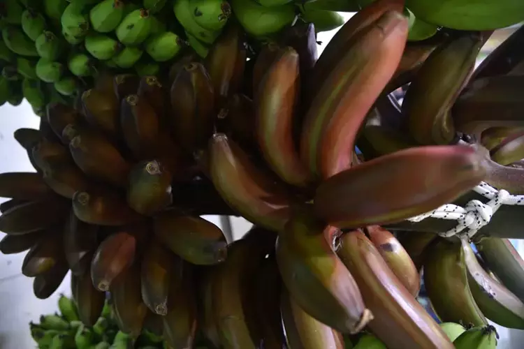 Alanya muzu çeşitleniyor: 'Parmak' ve 'Kırmızı' üretimde - 1