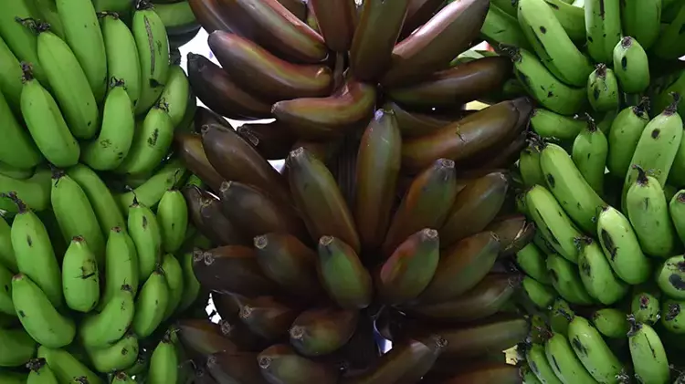 Alanya muzu çeşitleniyor: 'Parmak' ve 'Kırmızı' üretimde - 4