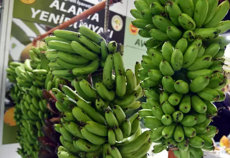 Alanya muzu çeşitleniyor: 'Parmak' ve 'Kırmızı' üretimde - 6