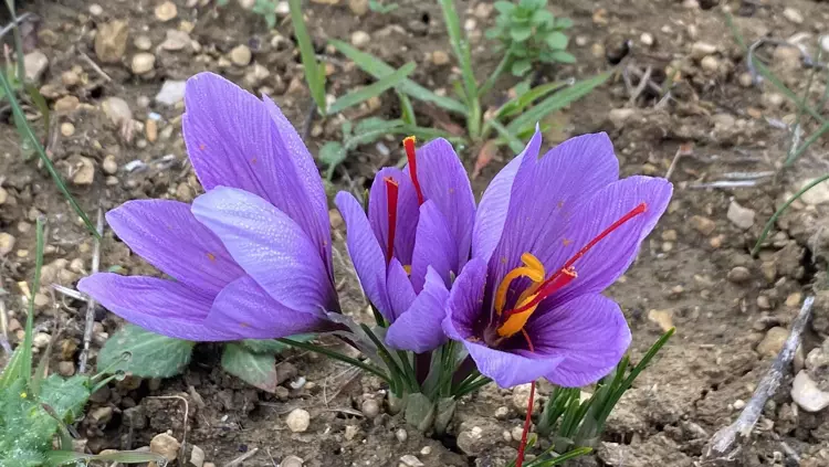 Safranbolu da otellerde  yer kalmadı. Safran hasadı turizmi coşturdu - 4