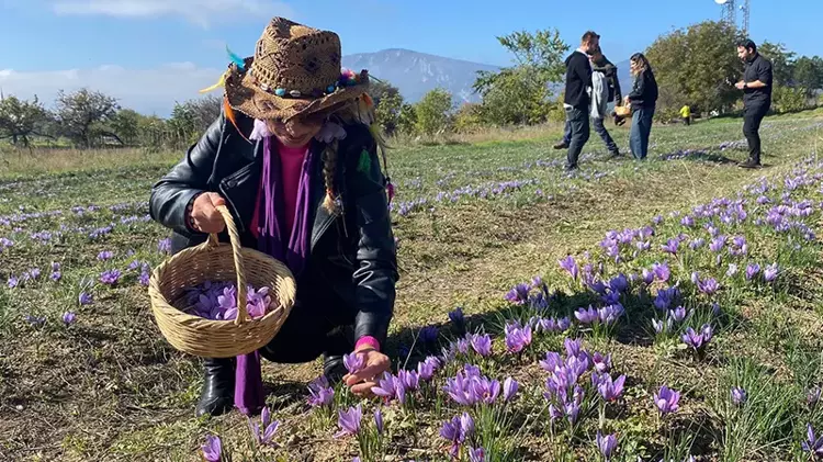 Safranbolu da otellerde  yer kalmadı. Safran hasadı turizmi coşturdu - 2