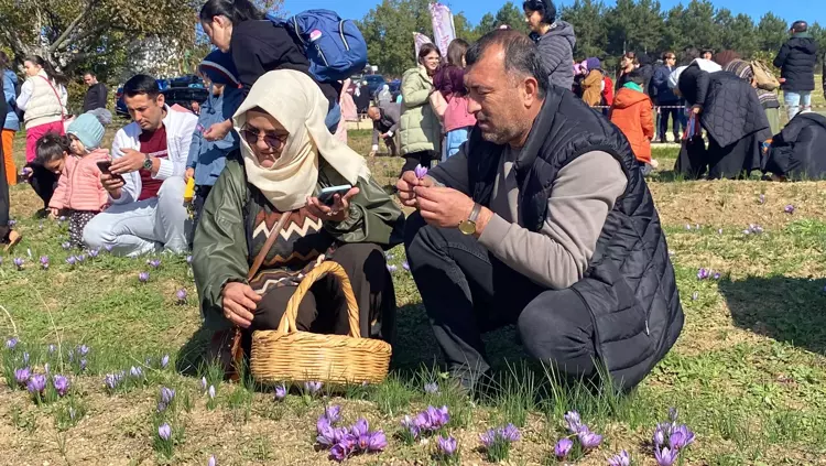 Safranbolu da otellerde  yer kalmadı. Safran hasadı turizmi coşturdu - 3