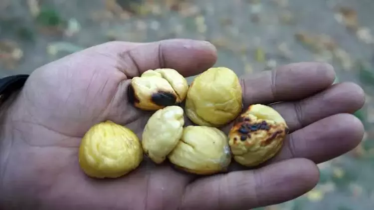 Isparta da kestane hasadı başladı: 800 Yıllık ağaçlardan eşsiz lezzet - 4