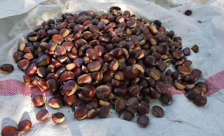 Isparta da kestane hasadı başladı: 800 Yıllık ağaçlardan eşsiz lezzet - 5