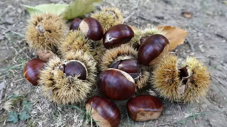 Isparta da kestane hasadı başladı: 800 Yıllık ağaçlardan eşsiz lezzet - 3