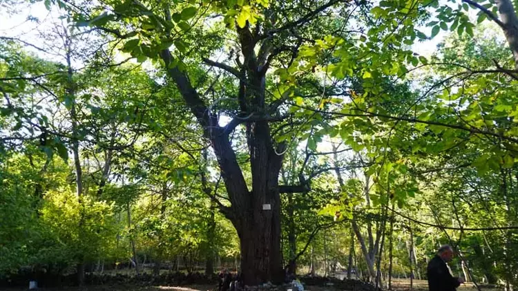 Isparta da kestane hasadı başladı: 800 Yıllık ağaçlardan eşsiz lezzet - 6
