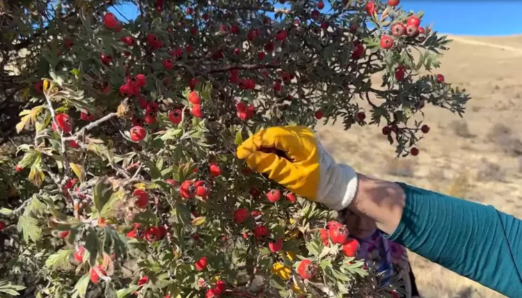 Bayburt'ta kuşburnu hasadı başladı: sofralar için vitamin deposu - 3