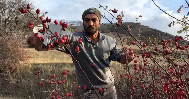 Bayburt'ta kuşburnu hasadı başladı: sofralar için vitamin deposu - 2
