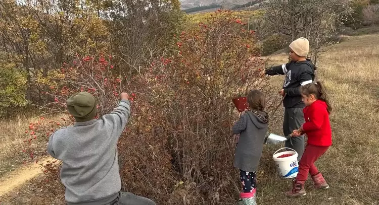 Bayburt'ta kuşburnu hasadı başladı: sofralar için vitamin deposu - 4