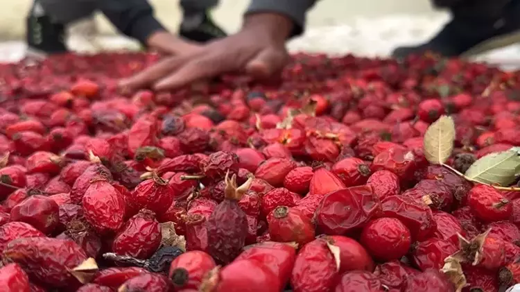 Bayburt'ta kuşburnu hasadı başladı: sofralar için vitamin deposu - 1