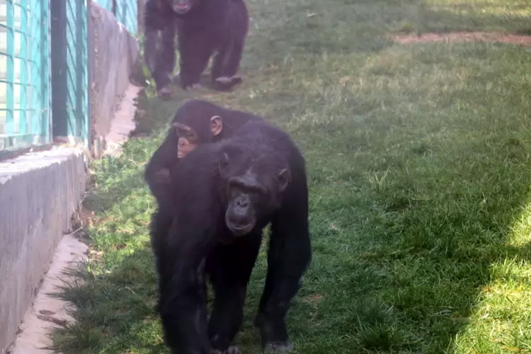 Gaziantep Hayvanat Bahçesi kışa hazırlıklarını tamamladı - 2