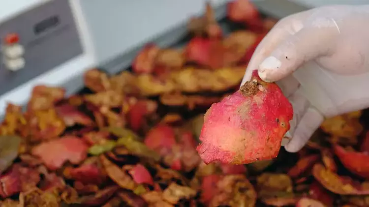 Köpek mamalarına eklenecek nar kabuğu hastalıklardan koruyacak - 2