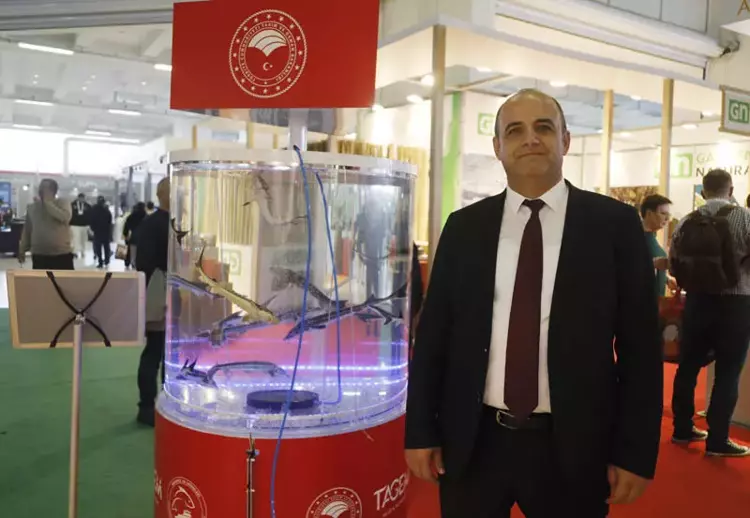 Çipli balık takibi başladı: Karadeniz'de 20 bin yavru - 2